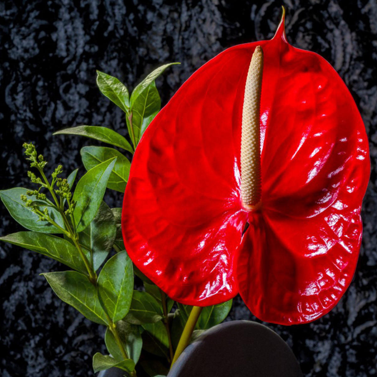 Anthurium ~ FlamingoFlower ~ Fine Art Photography Print by Ivo Titzin ~Limited Edition Gito Art Home and Decor
