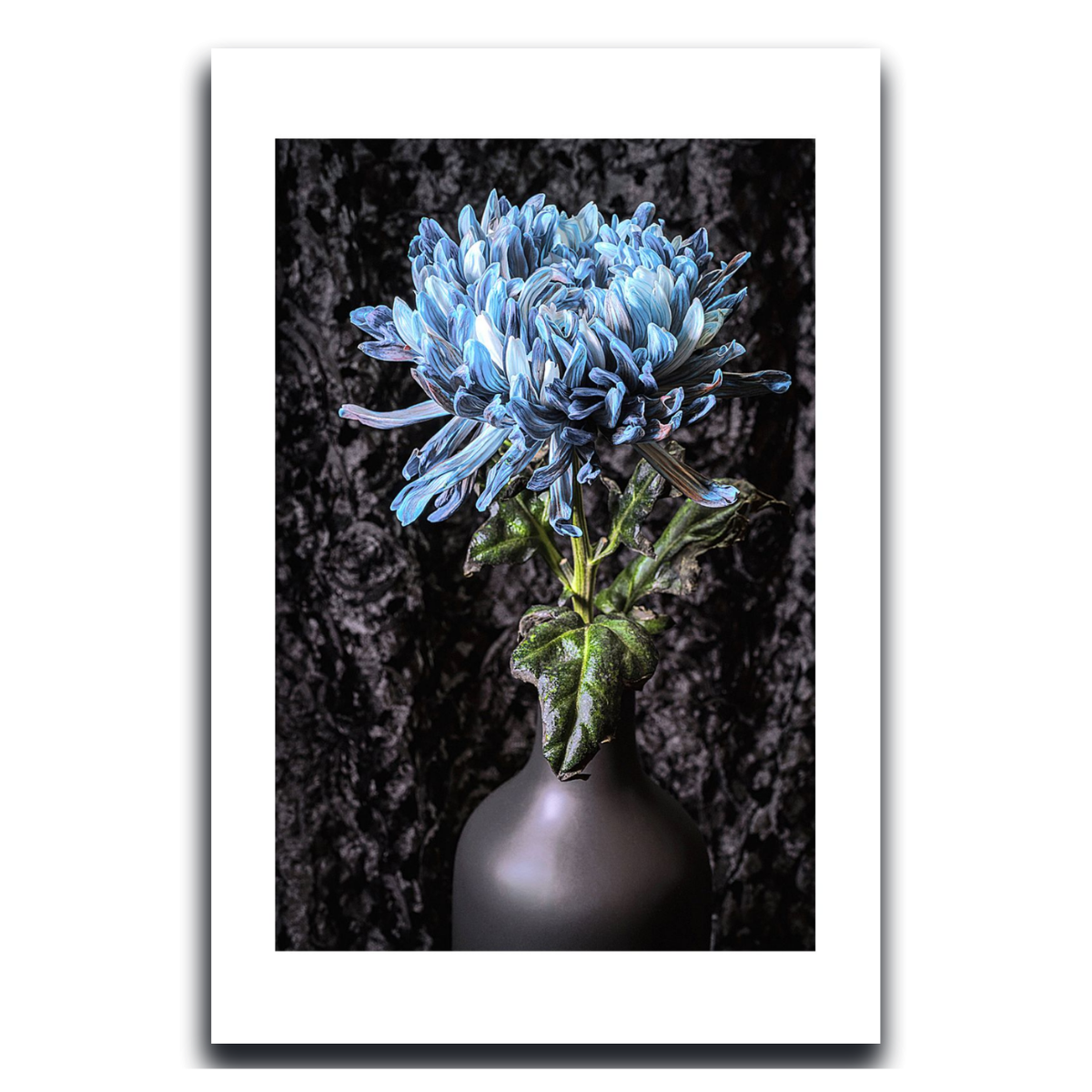 Blue Chrysanthemum ~ Fine Art Photography by Ivo Titzin ~ Limited Edittion Wall Decor by Gito Art