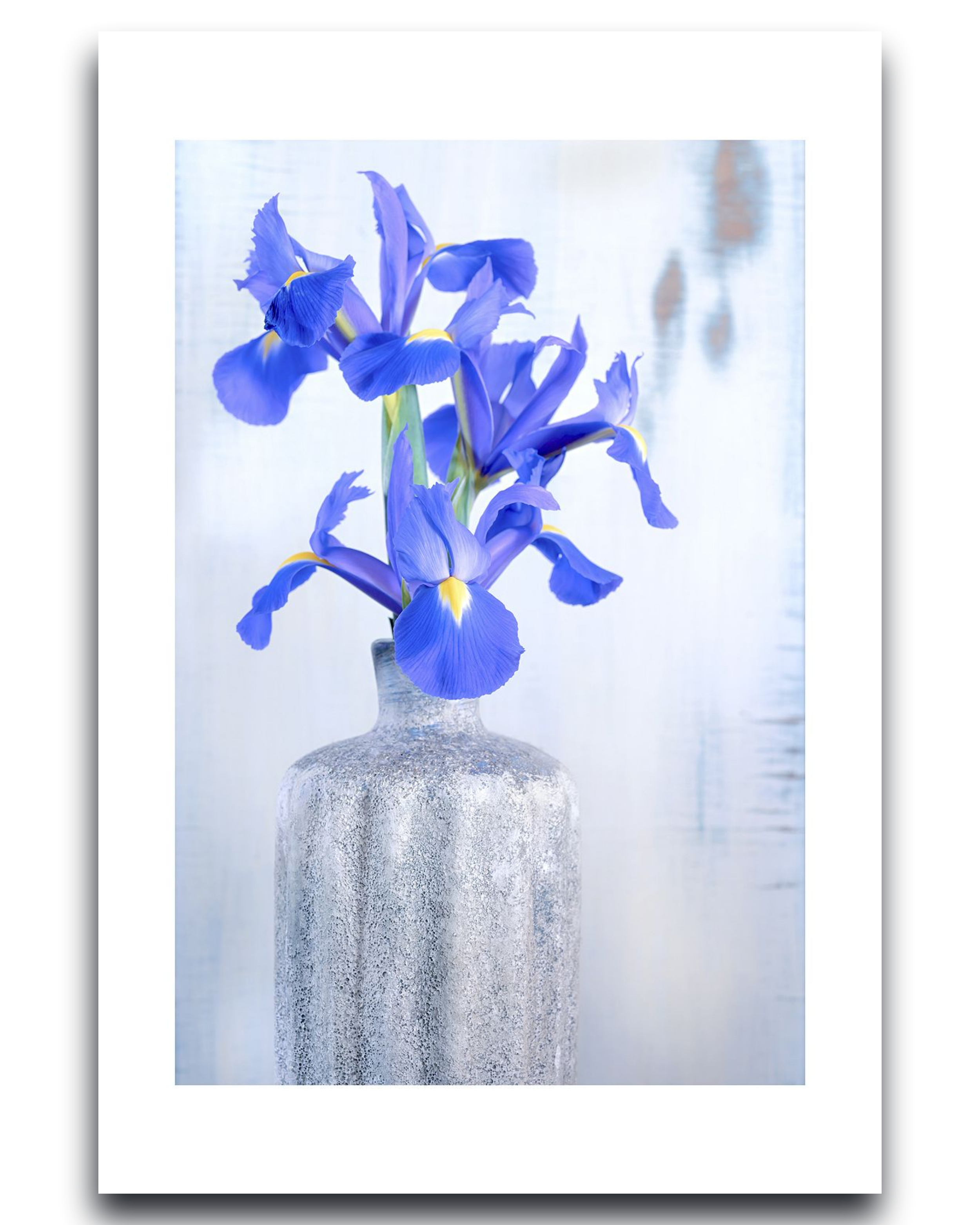 Iris – Fine Art Photography by Ivo Tizin - Gentel Flower Wall Art - Gito Art Limited Edition