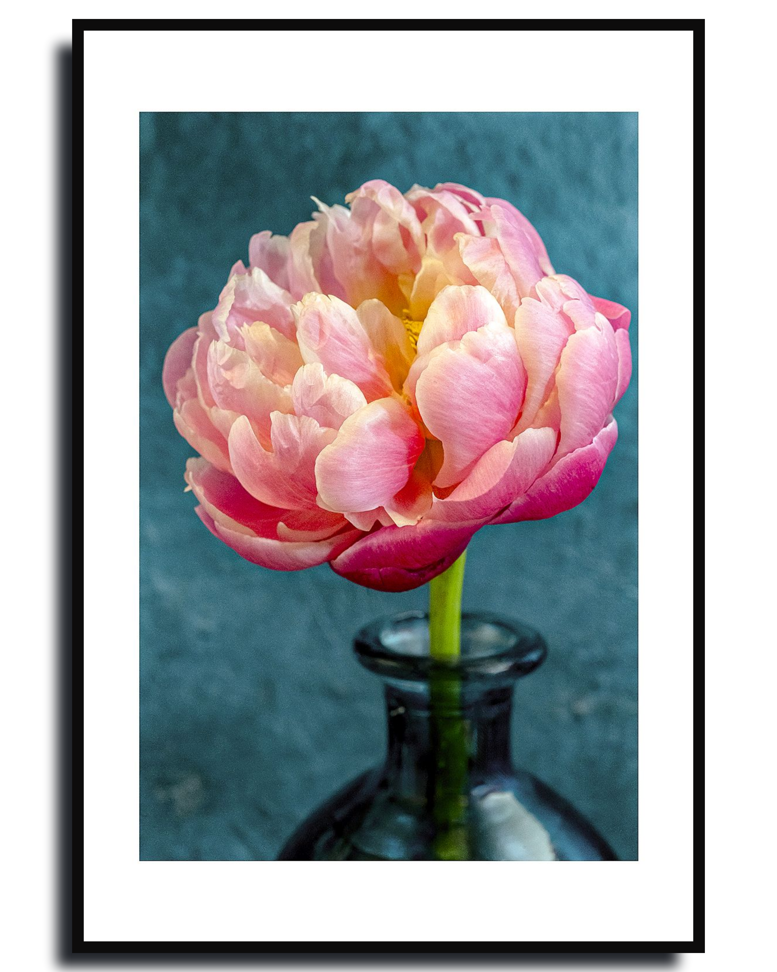 Big Rose Peony – Fine Art Photography | Wall Art | Limited Edition