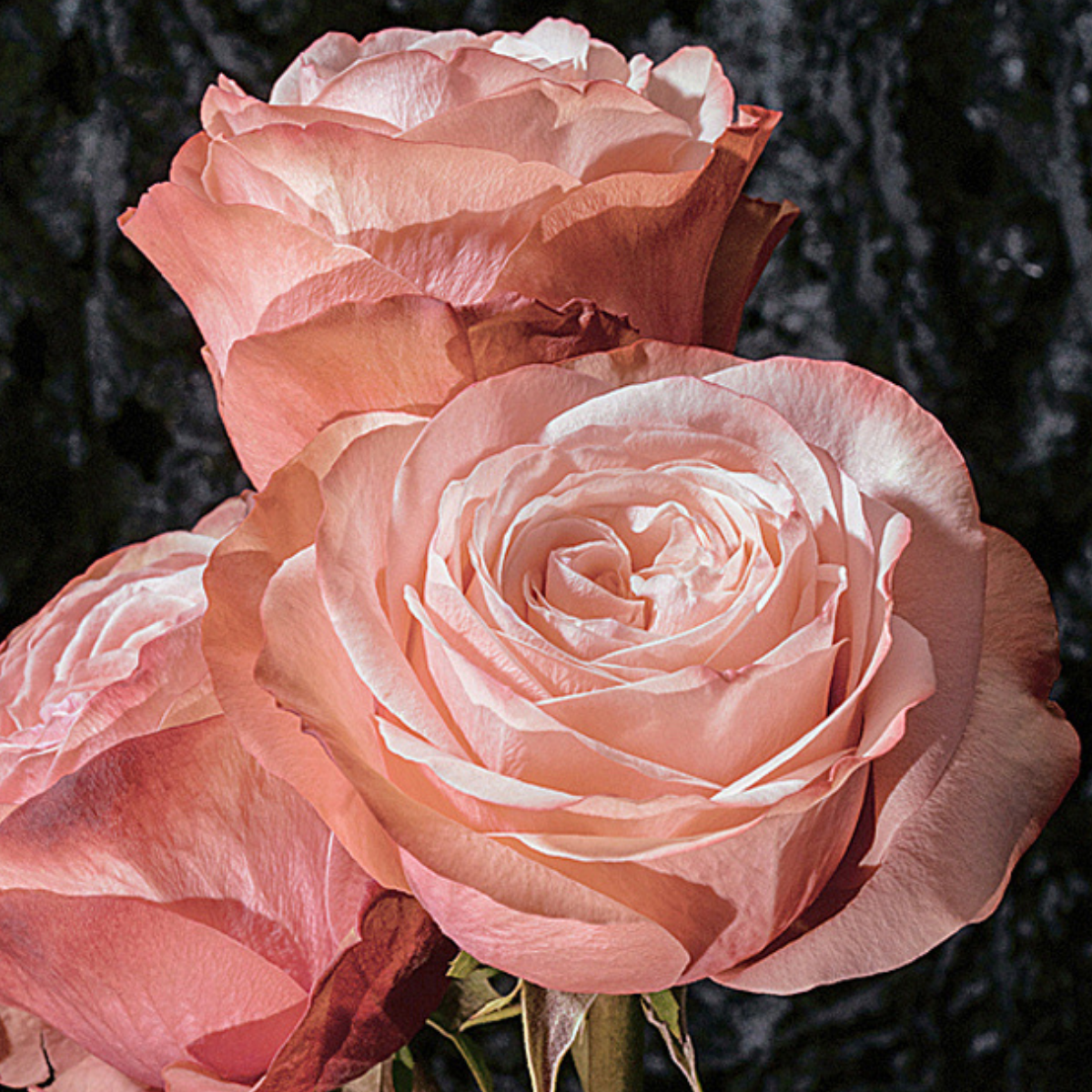 Close-up of two pink roses against a dark background ~ Hybrid Tea Rose ~ Fine Art Photography by Ivo Titzin ~ Limited edittion Luxury Wall Art by Gito