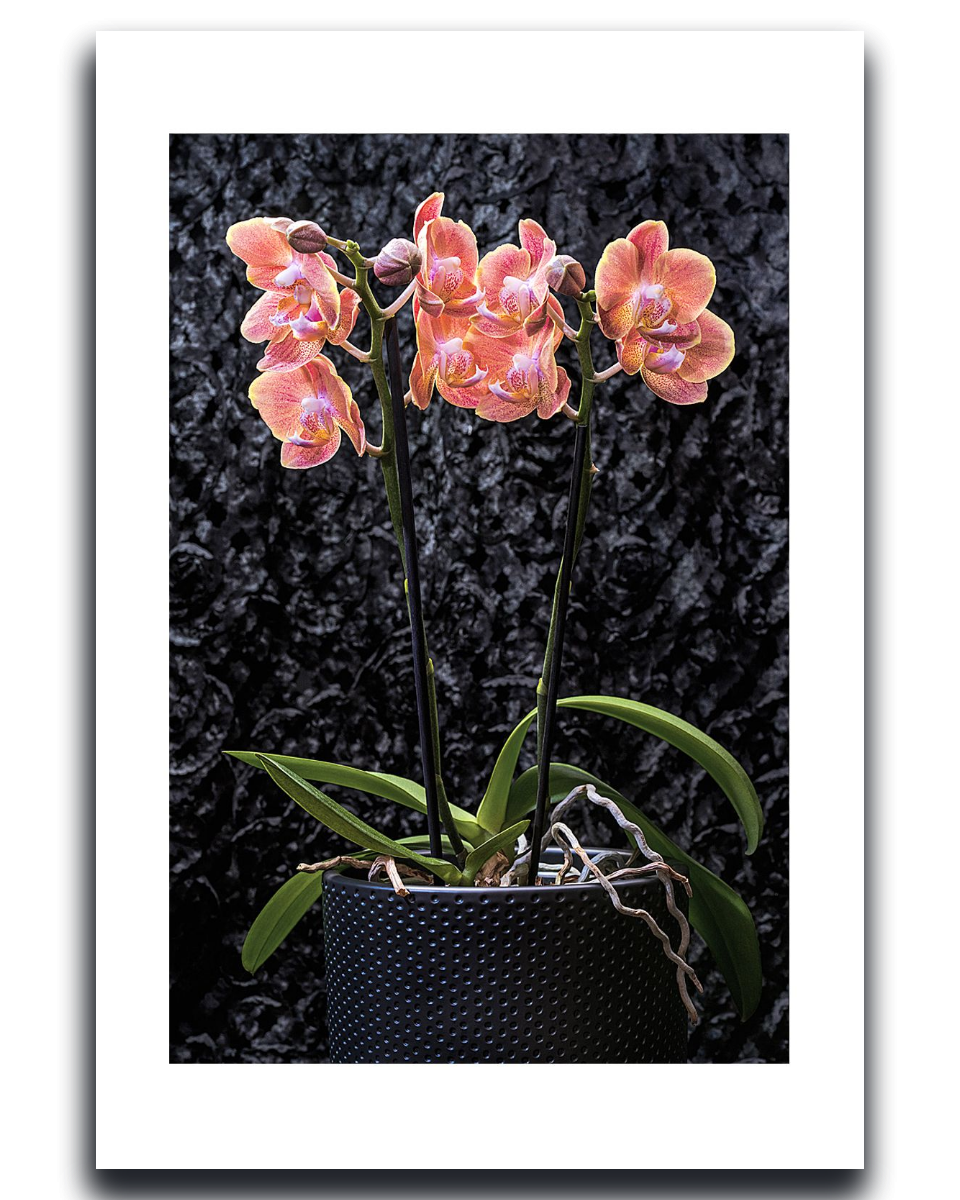 Framed photograph of a potted orchid with pink flowers against a dark textured background ~ Orchid Fine Art Photography by Ivo Titzin ~ Gito Limited Edition Wall Art