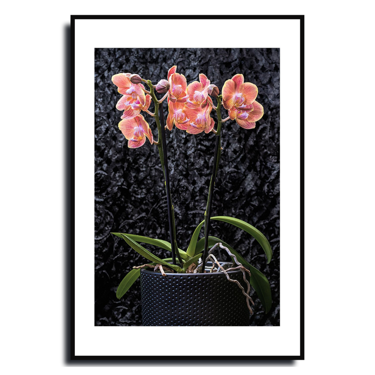 Framed photograph of a pink orchid plant against a dark textured background ~ Fine Art Photography by Ivo Titzin ~ Gito Limited Edition Wall Art