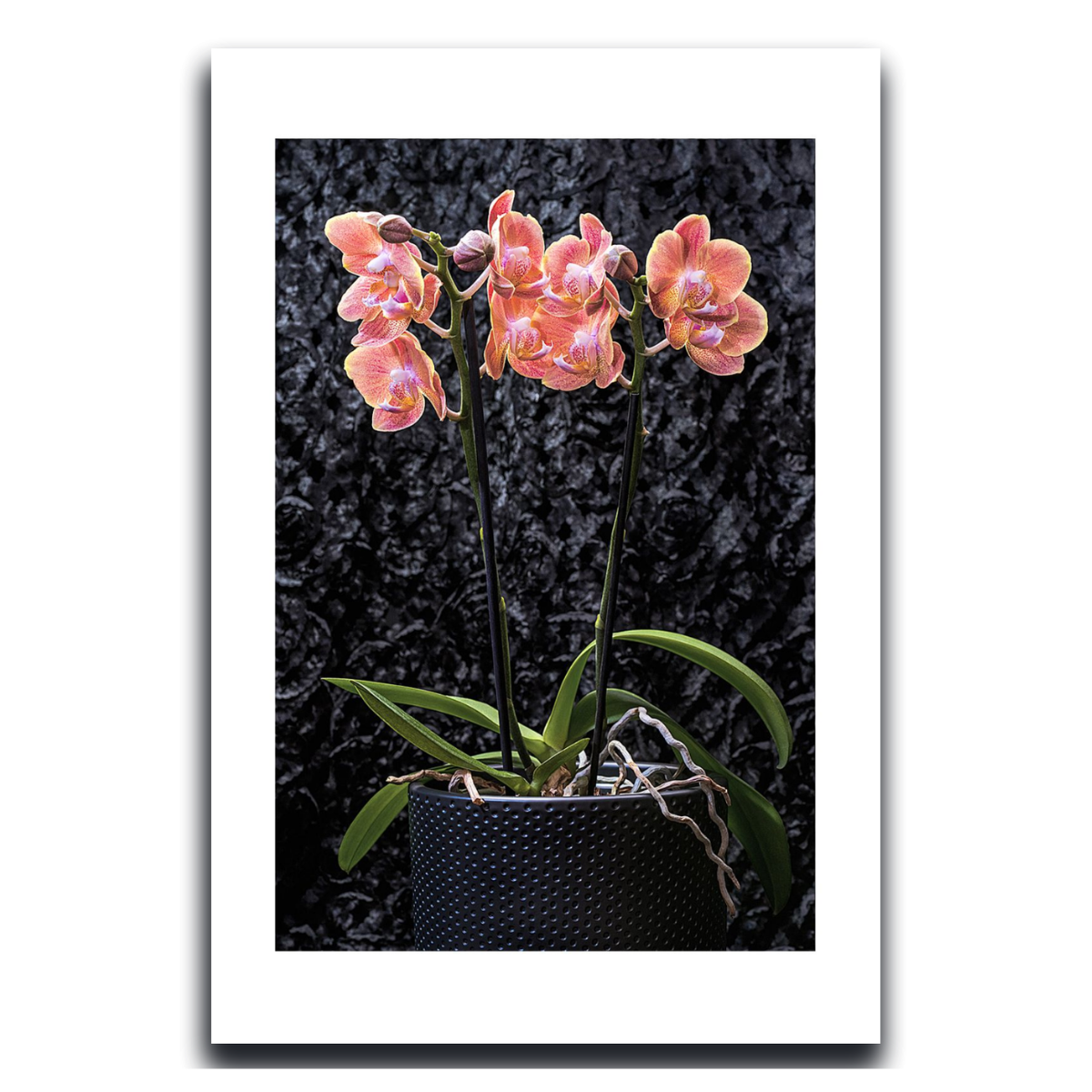 Pink orchid in a pot against a dark textured background ~ Fine Art Photography by Ivo Titzin ~ Gito Limited Edition Wall Art