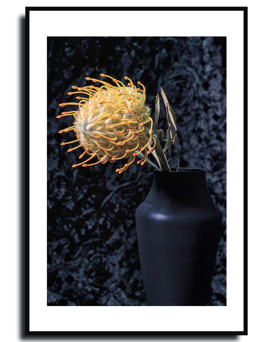 Pincushion Protea ~ Fine Art Photography by Ivo Titzin ~ Luxury Wall Art by Gito ~ Limited edition
