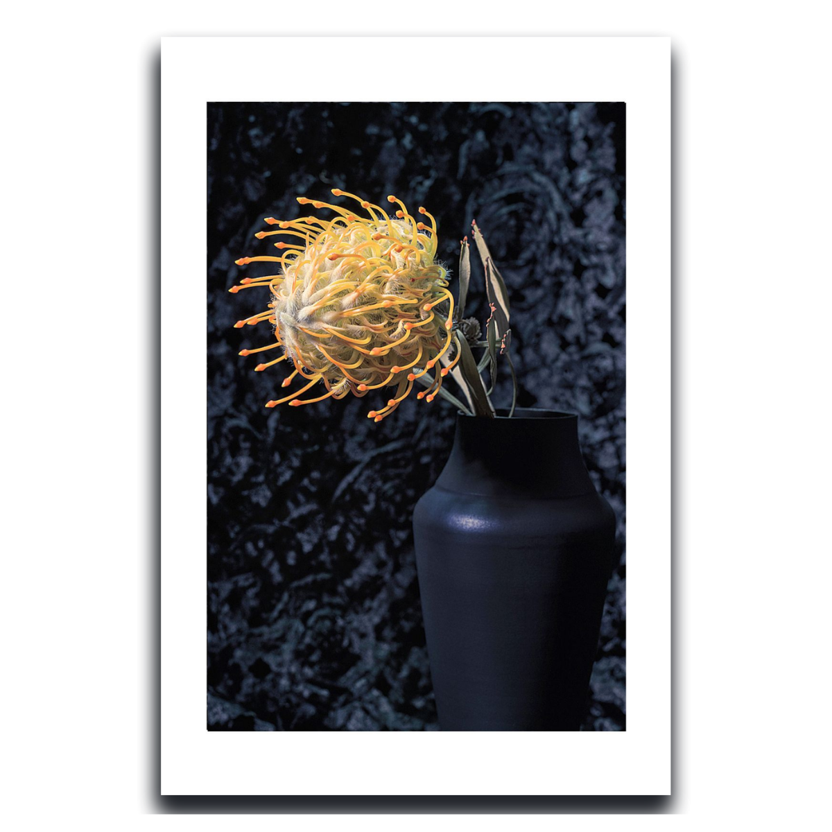 Framed artwork of a yellow flower in a black vase against a dark textured background ~ Pincushion Protea ~ Fine Art Photography by Ivo Titzin ~ Luxury Wall Art by Gito ~ Limited edition
