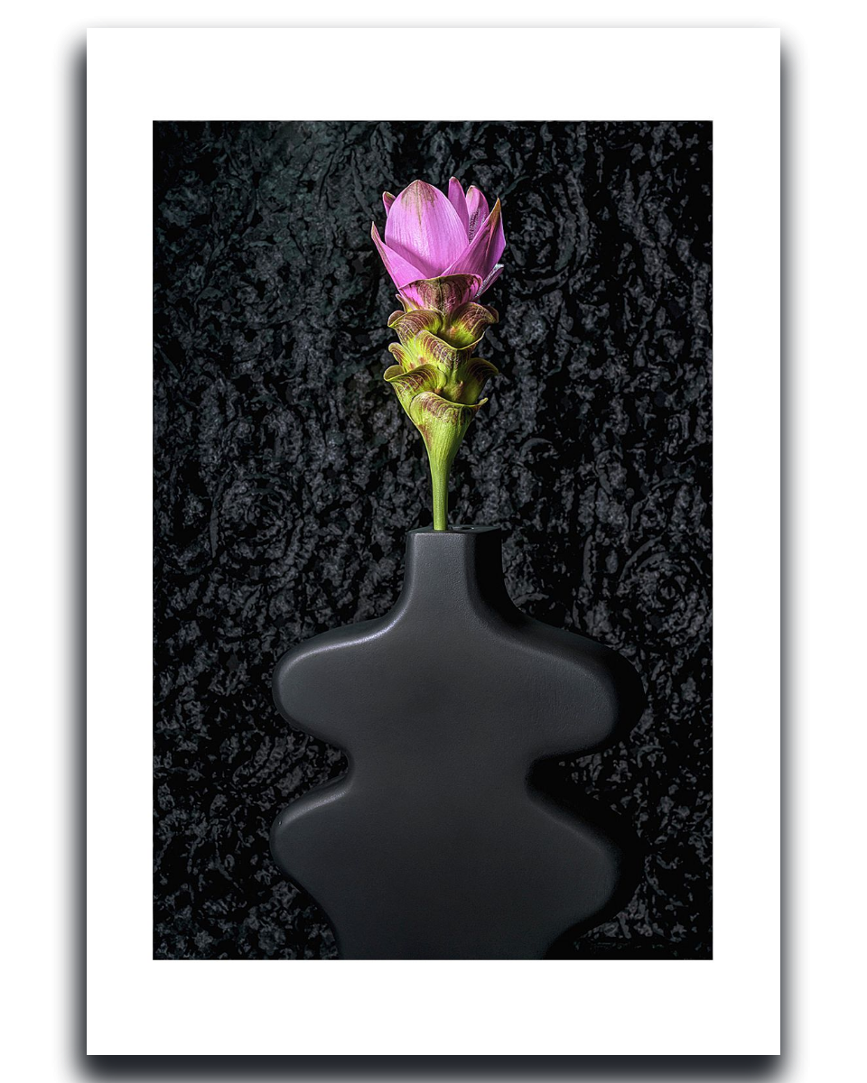 Siam Tulip ~ Fine Art Photography by Ivo Titzin ~ Gito Limited Edition Collectable Wall Art