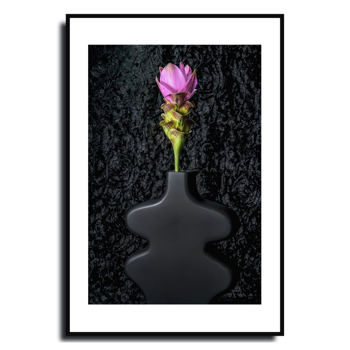 Siam Tulip ~ Fine Art Photography by Ivo Titzin ~ Gito Limited Edition Collectable Wall Art