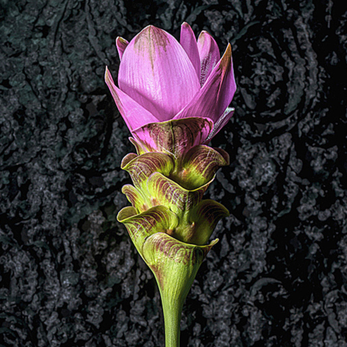 Siam Tulip ~ Fine Art Photography by Ivo Titzin ~ Gito Limited Edition Collectable Wall Art