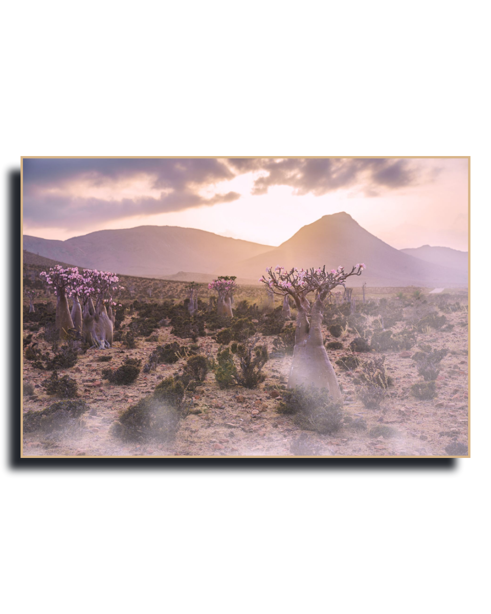 Gito.Art - Exclusive Art Print - Photography by Delyan Markov
A framed landscape art print depicting desert baobab trees and mountains at sunset, shown against a plain white background.