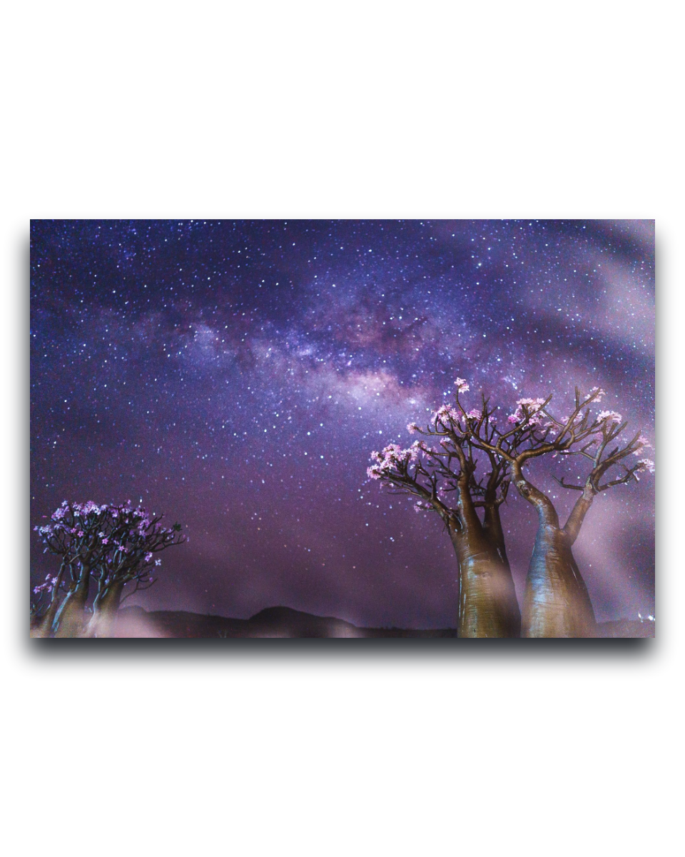 Gito.Art - Exclusive Art Print - Photography by Delyan Markov
A rectangular wall art print or canvas showing a starry night sky with purple and blue tones, the Milky Way, and two stylized trees with pale pink blossoms against a white background.