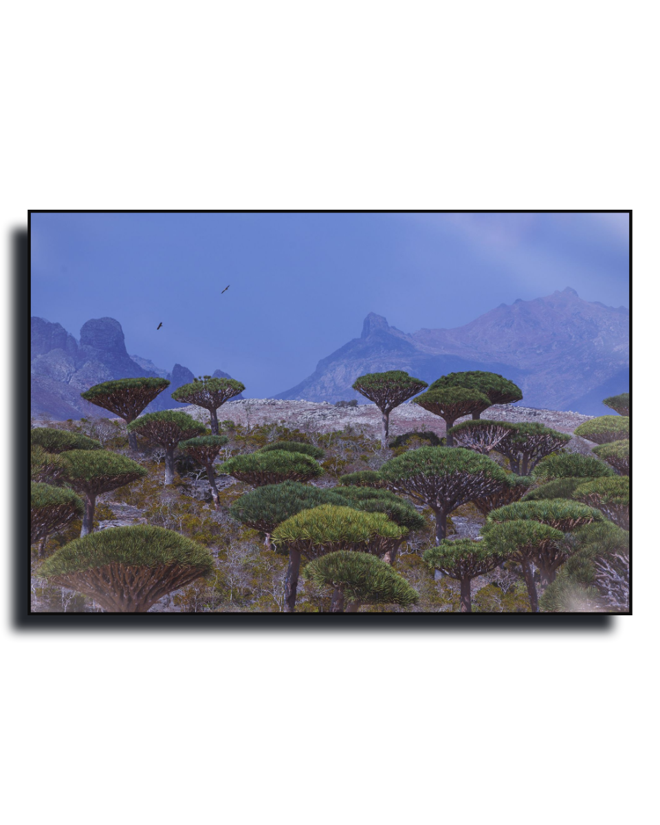 Gito.Art - Exclusive Art Print - Photography by Delyan Markov
A framed landscape art print depicting green dragon blood trees in the foreground with blue mountains and a blue sky in the background, shown against a plain white background.