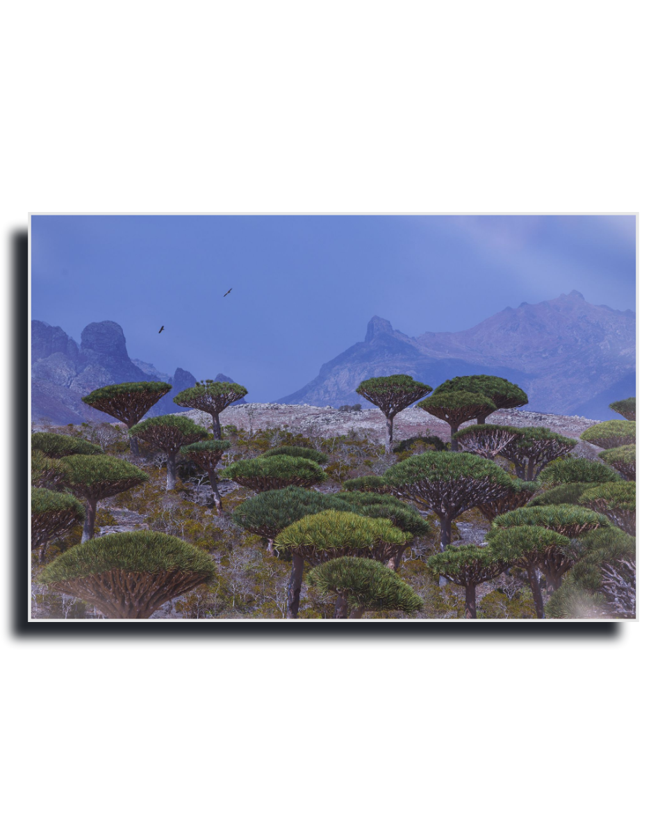 Gito.Art - Exclusive Art Print - Photography by Delyan Markov
A landscape art print depicting green dragon blood trees in the foreground with jagged mountains under a blue sky in the background, shown as a mockup with a drop shadow on a white background.