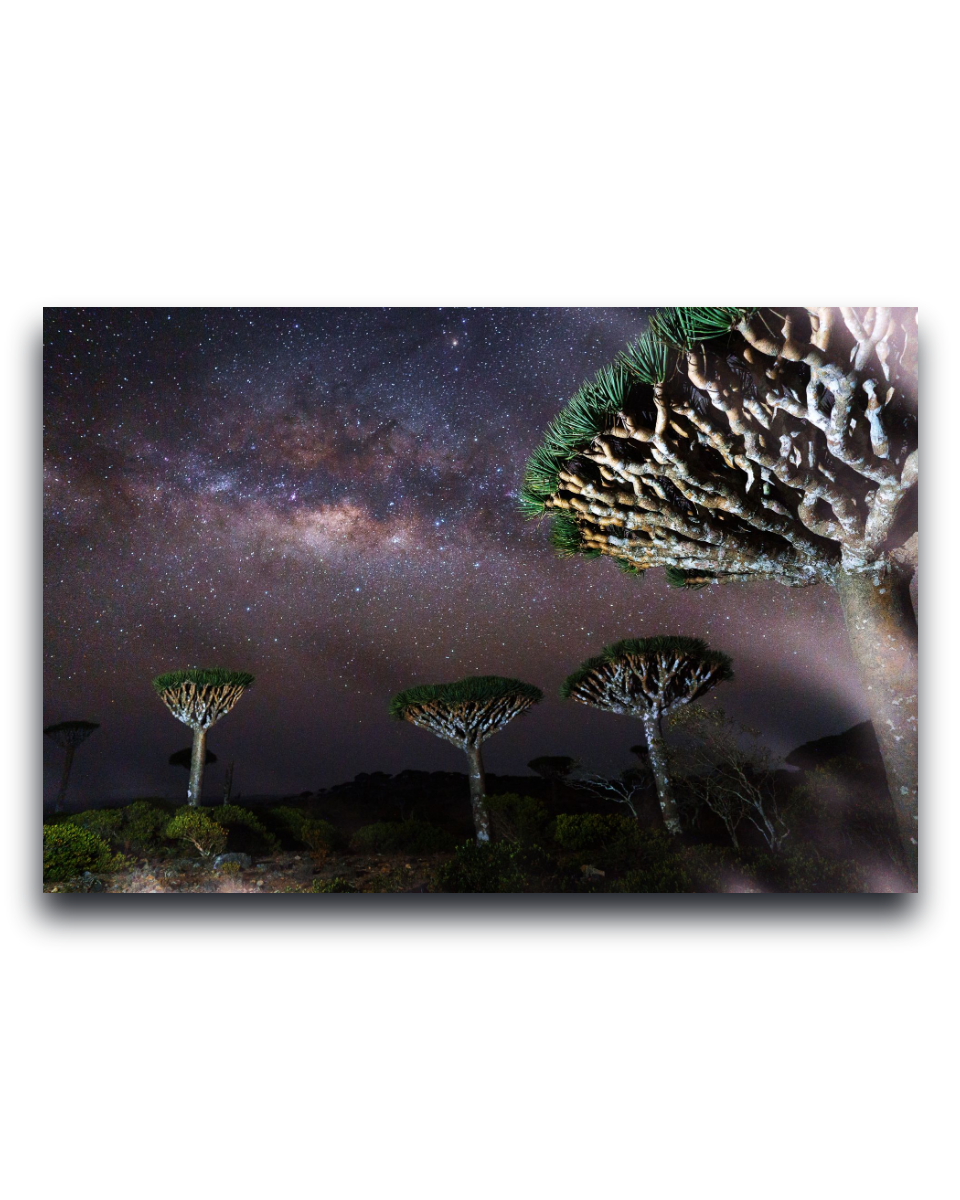 Gito.Art - Exclusive Art Print - Photography by Delyan Markov
A rectangular wall art print showing a night landscape with the Milky Way galaxy above three distinctive tree species, photographed against a white background with a subtle drop shadow.