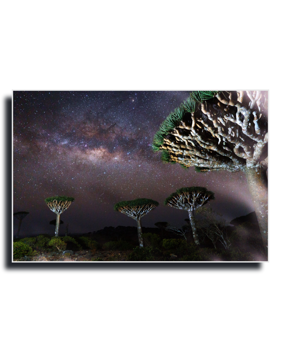 Gito.Art - Exclusive Art Print - Photography by Delyan Markov
A rectangular wall art print showing a night landscape with the Milky Way galaxy above three distinctive tree species, photographed against a white background with a dark drop shadow.