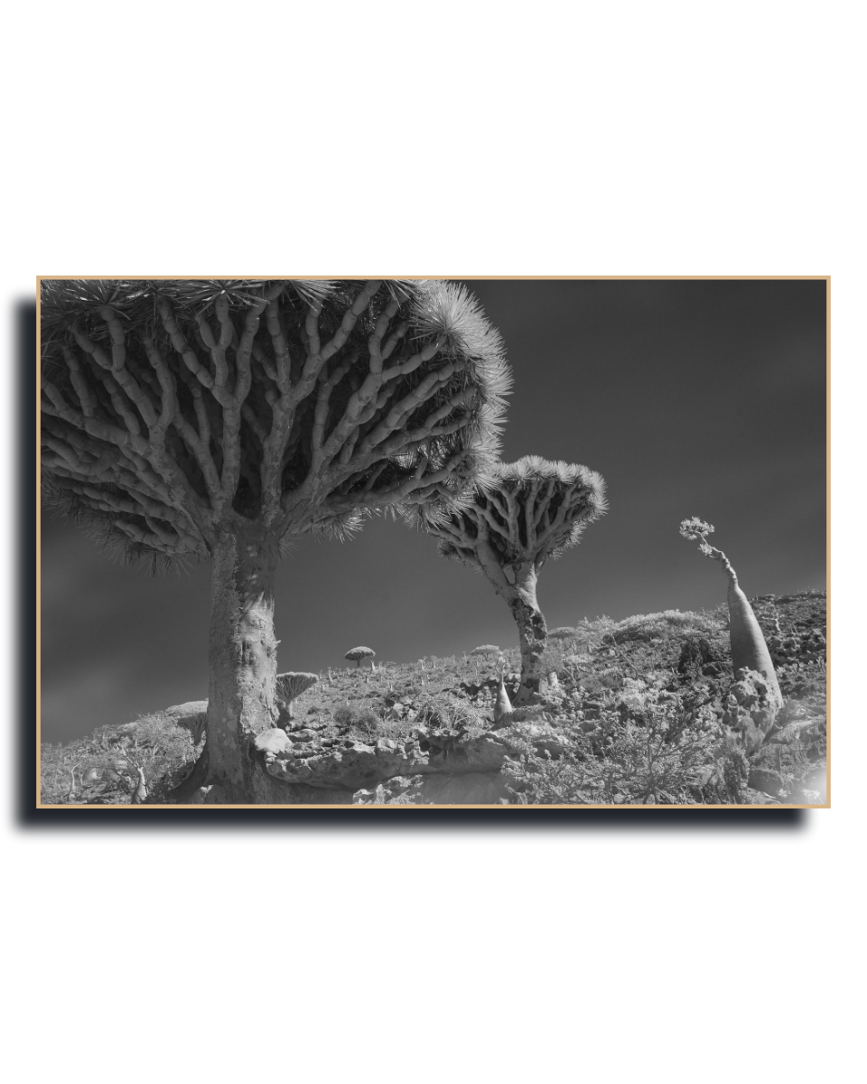 Gito.Art - Exclusive Art Print - Photography by Delyan Markov
A black and white landscape photograph print of Joshua trees and a desert hillside, presented as a framed wall art piece against a white background.