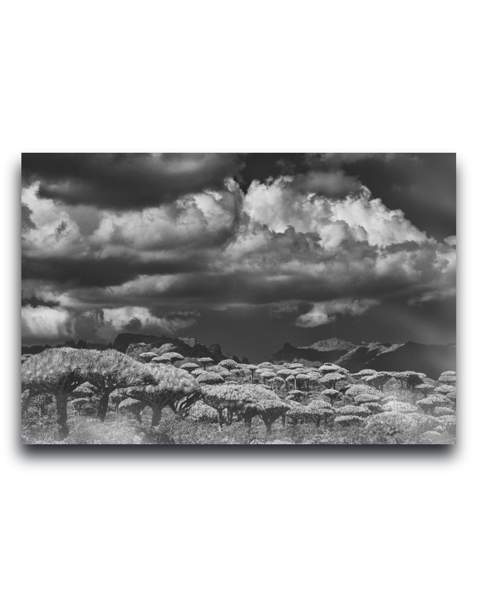 Gito.Art - Exclusive Art Print - Photography by Delyan Markov
A black and white landscape photograph print of a tree-filled field under dramatic storm clouds, shown as a rectangular wall art piece on a white background.