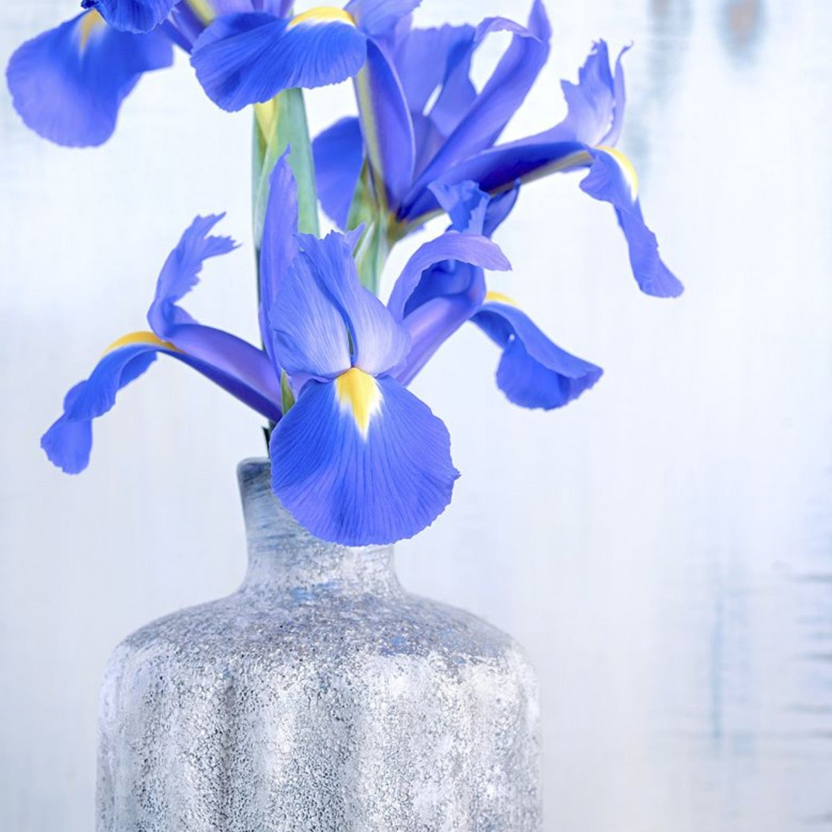 Iris – Fine Art Photography by Ivo Tizin - Gentel Flower Wall Art - Gito Art Limited Edition