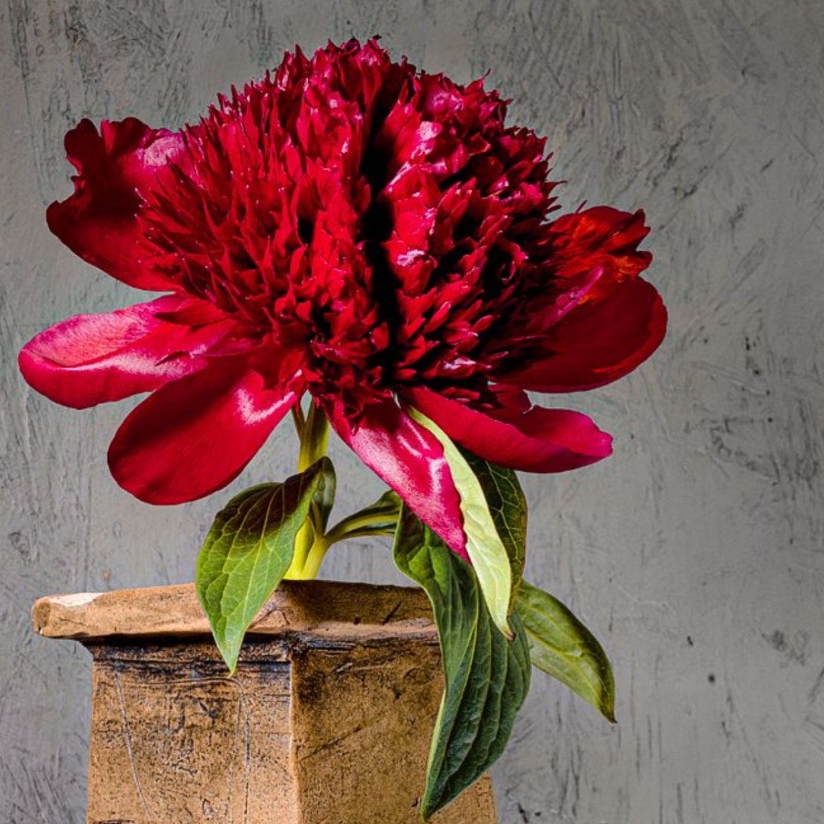 Red Peony – Fine Art Botanical Photography | Wall Art | Limited Edition