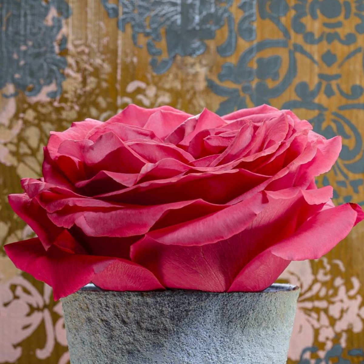 Big Red Rose – Fine Art Photography by Ivo Tizin - Wall Art - Black Frame -Limited Edition