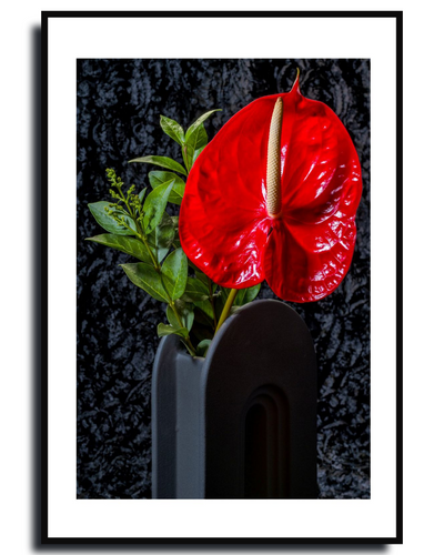 Anthurium ~ FlamingoFlower ~ Fine Art Photography Print by Ivo Titzin ~Limited Edition Gito Art Home and Decor