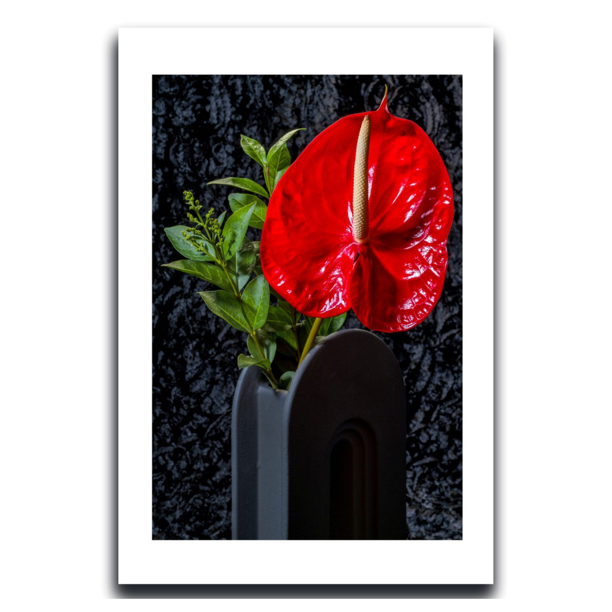 Anthurium ~ FlamingoFlower ~ Fine Art Photography Print by Ivo Titzin ~Limited Edition Gito Art Home and Decor