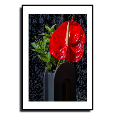 Anthurium ~ FlamingoFlower ~ Fine Art Photography Print by Ivo Titzin ~Limited Edition Gito Art Home and Decor