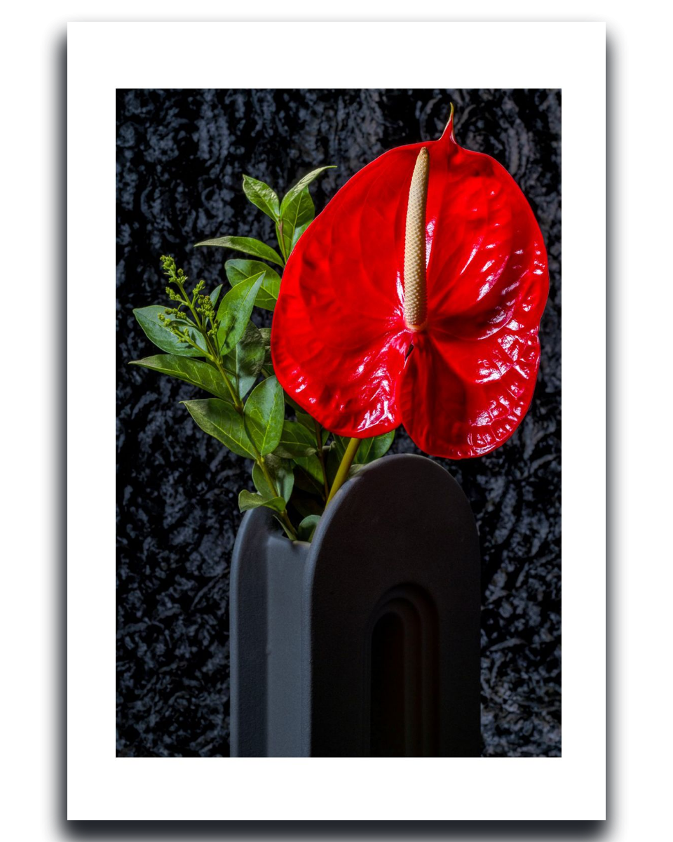 Anthurium ~ FlamingoFlower ~ Fine Art Photography Print by Ivo Titzin ~Limited Edition Gito Art Home and Decor