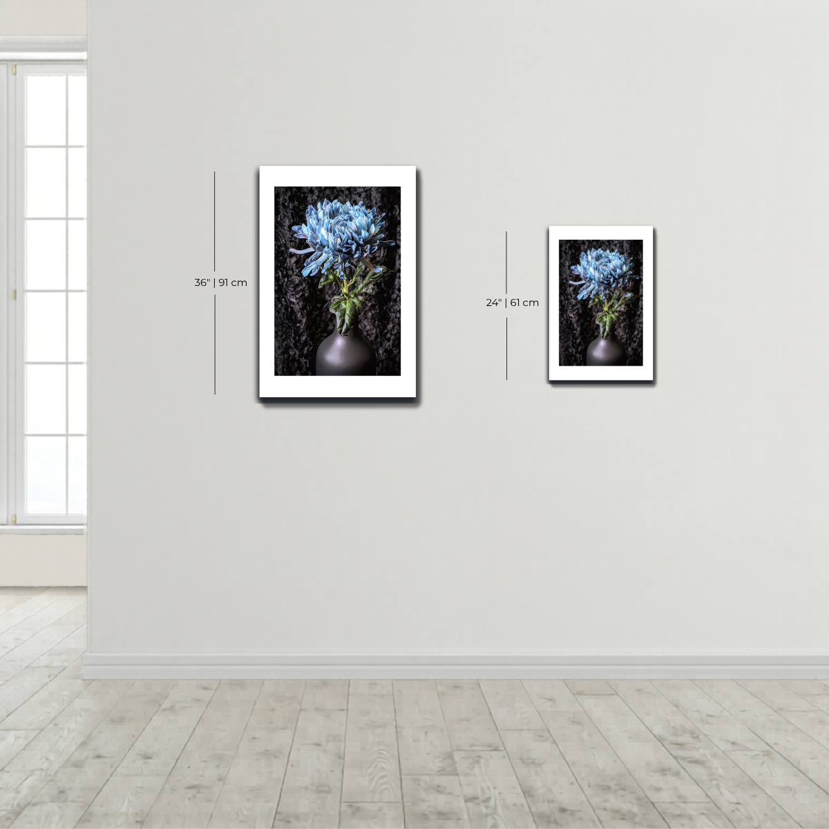 Two framed pictures of flowers on a white wall with measurements  Blue Chrysanthemum ~ Fine Art Photography by Ivo Titzin ~ Limited Edittion Wall Decor by Gito Artindicated.