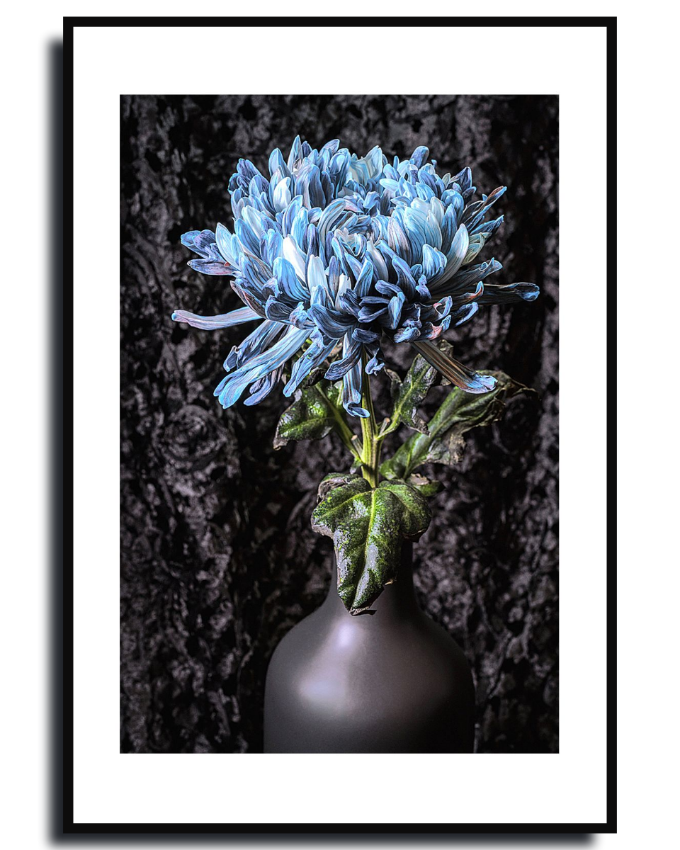 Blue Chrysanthemum ~ Fine Art Photography by Ivo Titzin ~ Limited Edittion Wall Decor by Gito Art