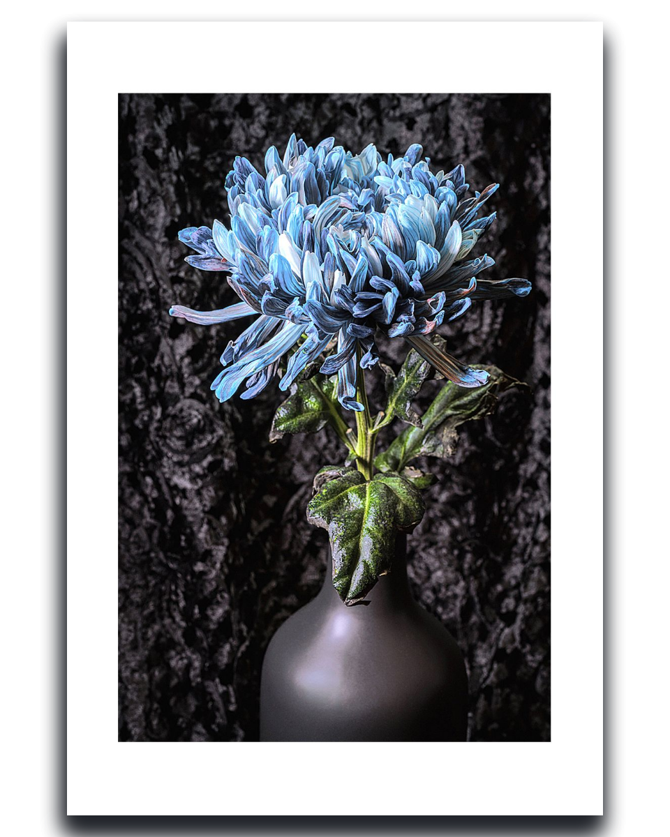 Blue Chrysanthemum ~ Fine Art Photography by Ivo Titzin ~ Limited Edittion Wall Decor by Gito Art