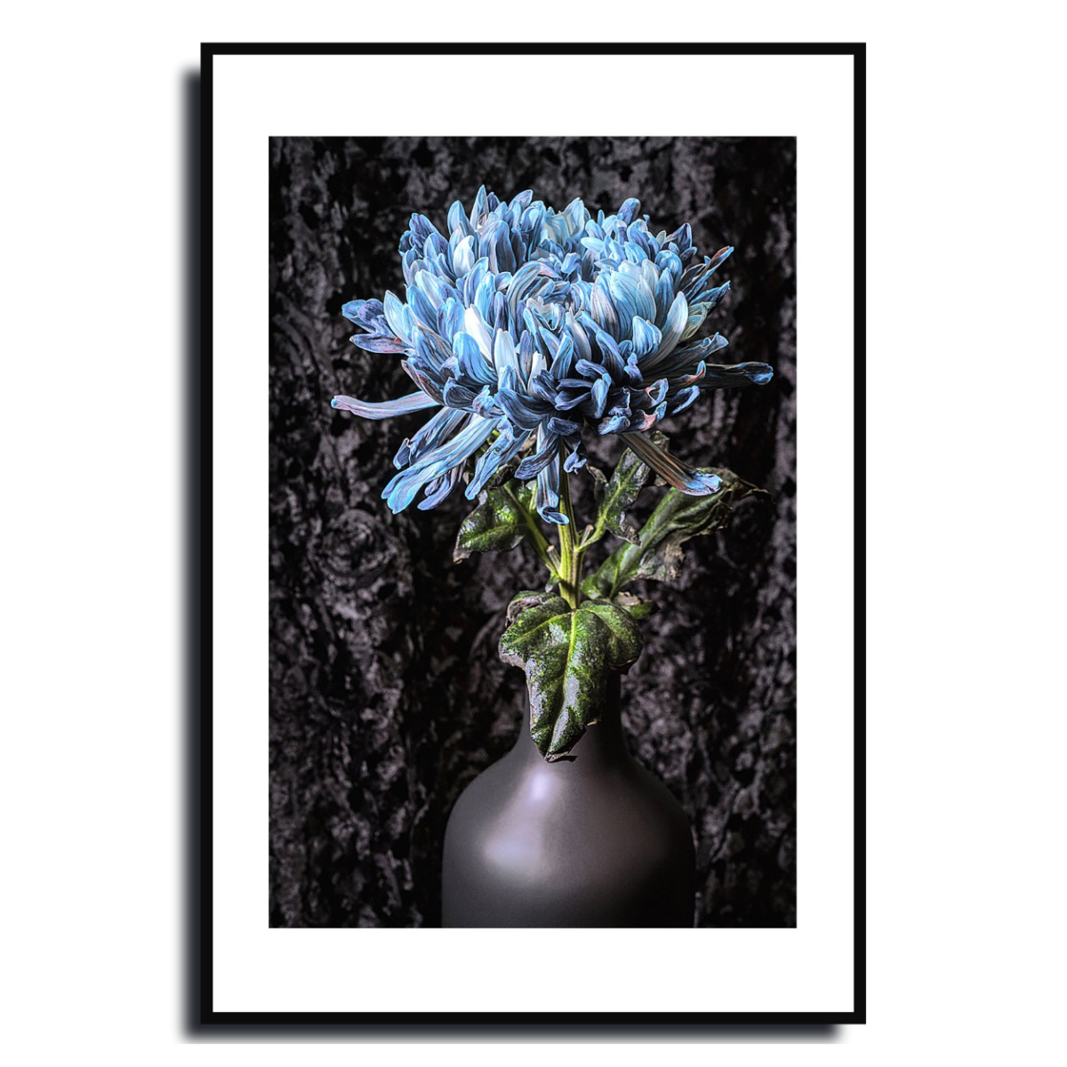 Blue Chrysanthemum ~ Fine Art Photography by Ivo Titzin ~ Limited Edittion Wall Decor by Gito Art