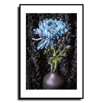 Blue Chrysanthemum ~ Fine Art Photography by Ivo Titzin ~ Limited Edittion Wall Decor by Gito Art