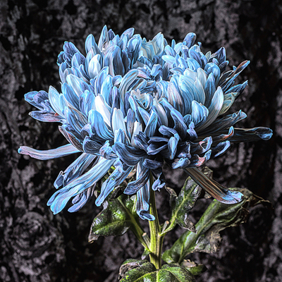 Blue Chrysanthemum ~ Fine Art Photography by Ivo Titzin ~ Limited Edittion Wall Decor by Gito Art