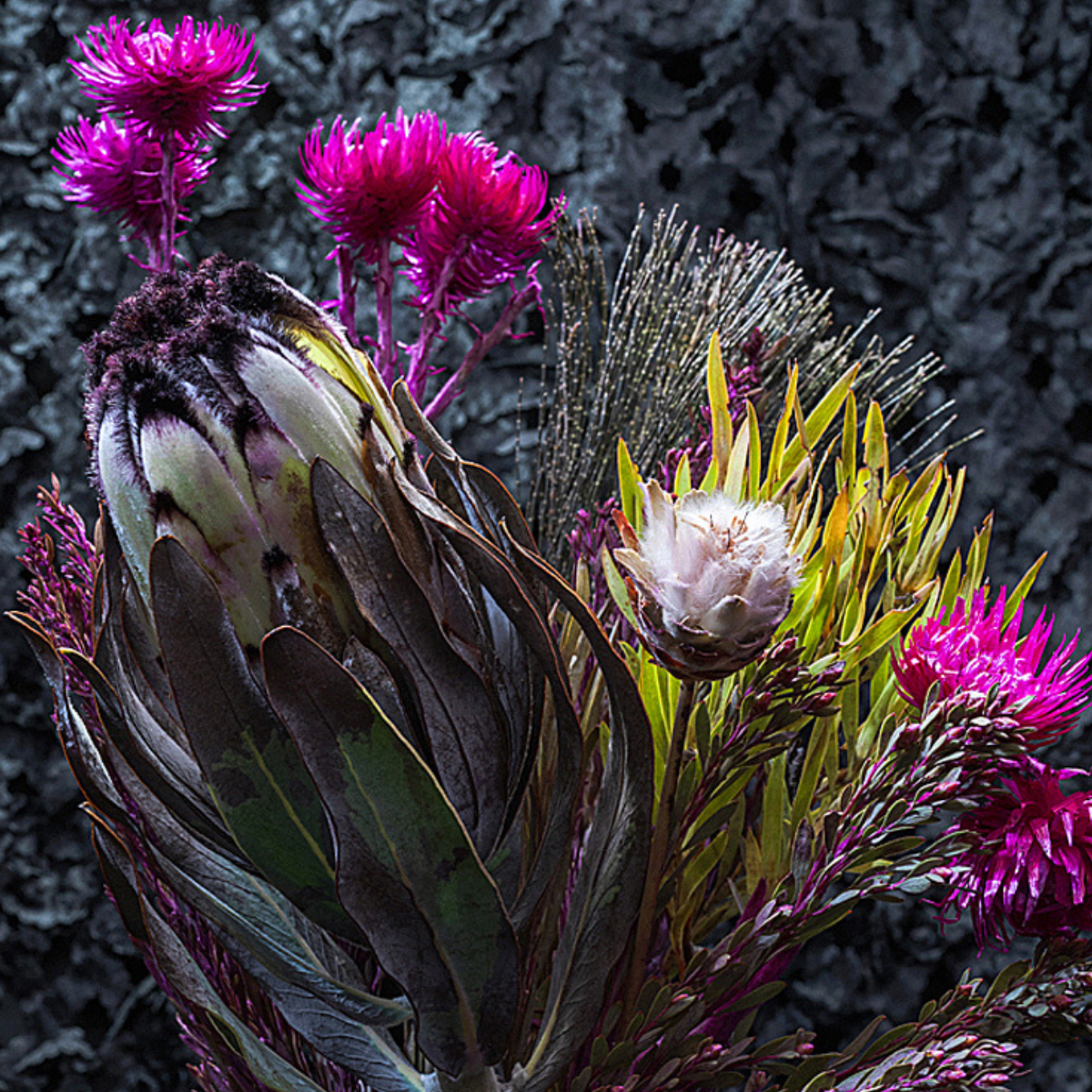 Close-up of protea flowers with a dark textured background ~ Fine Art Photography by Ivo Titzin ~ Luxury Wall Art by Gito Art  