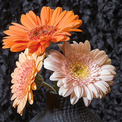 Three colorful flowers in a vase on a textured black background  ~ Fine Art Photography by Ivo Titzin ~ Gito Luxury Wall Art 