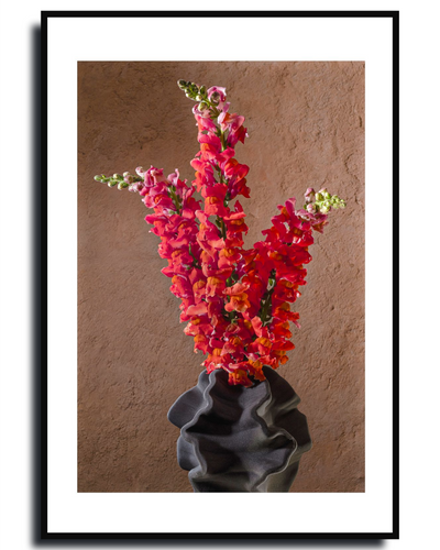 Snapdragons – Fine Art Photography | Wall Art | Limited Edition