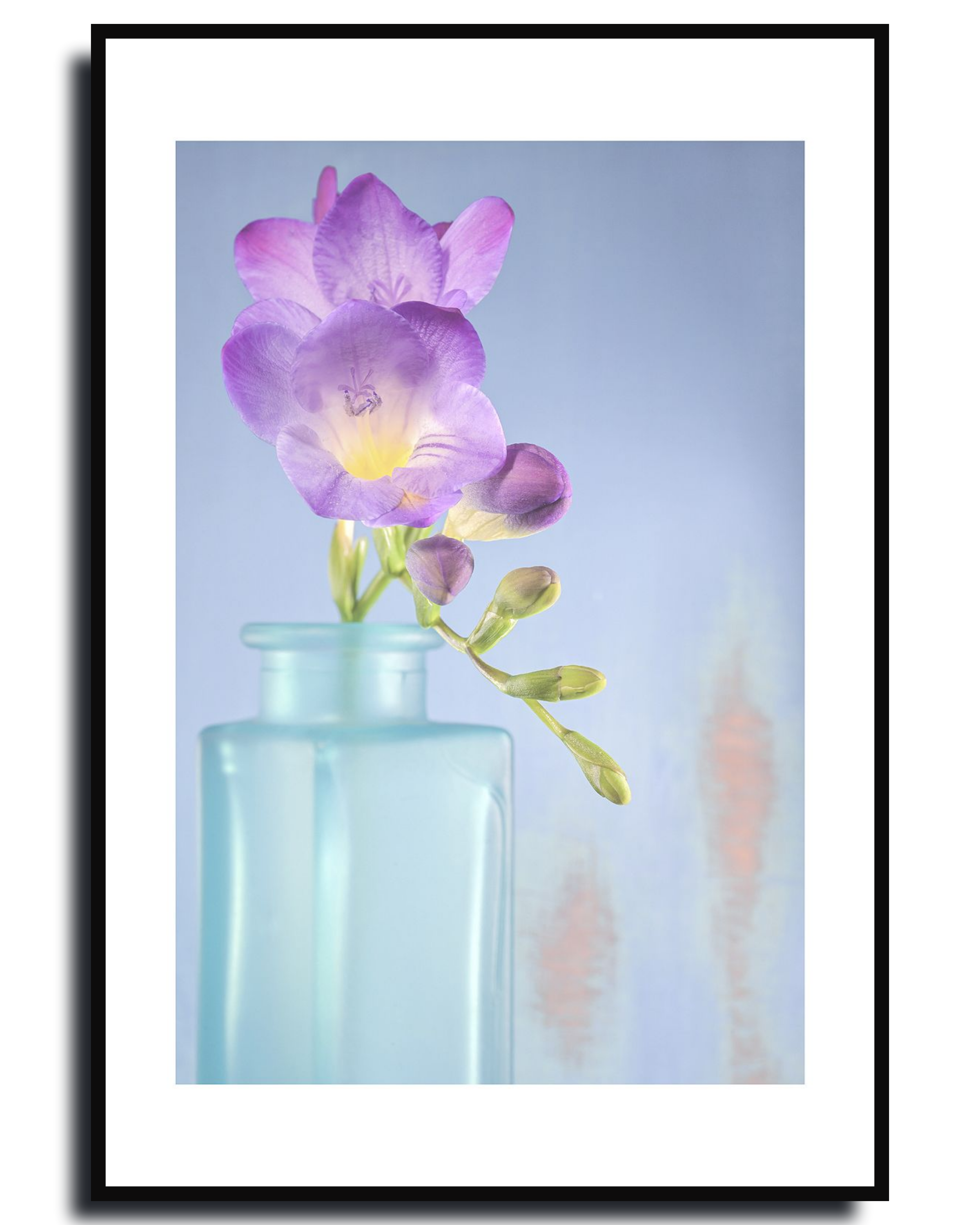 Freesia – Fine Art Photography by Ivo Tizin - Botanical Wall Art - Gito Art and Decor Limited Edition