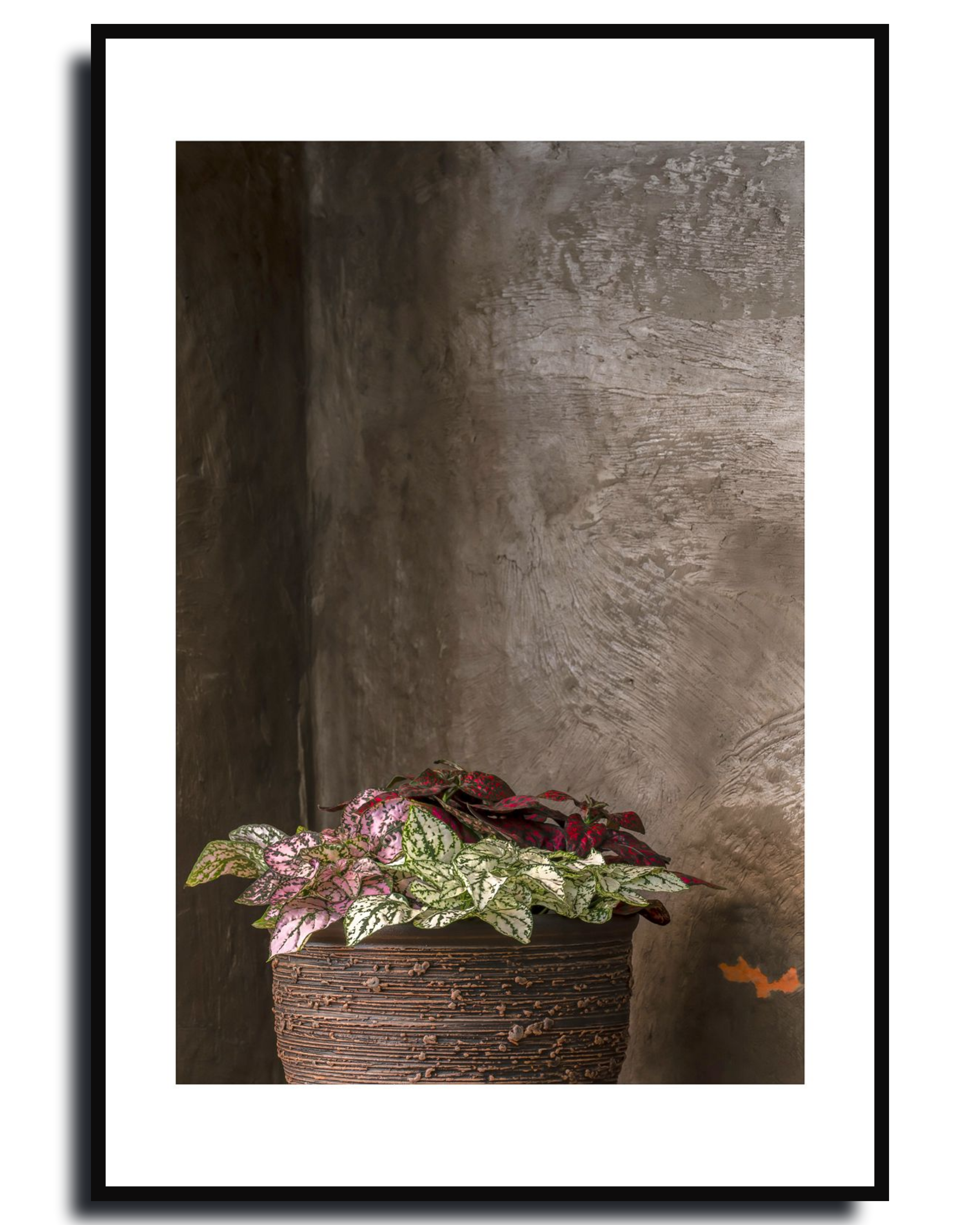 Hypoestes – Fine Art Photography - Wall Art - Limited Edition - Botanical Minimalist Decor