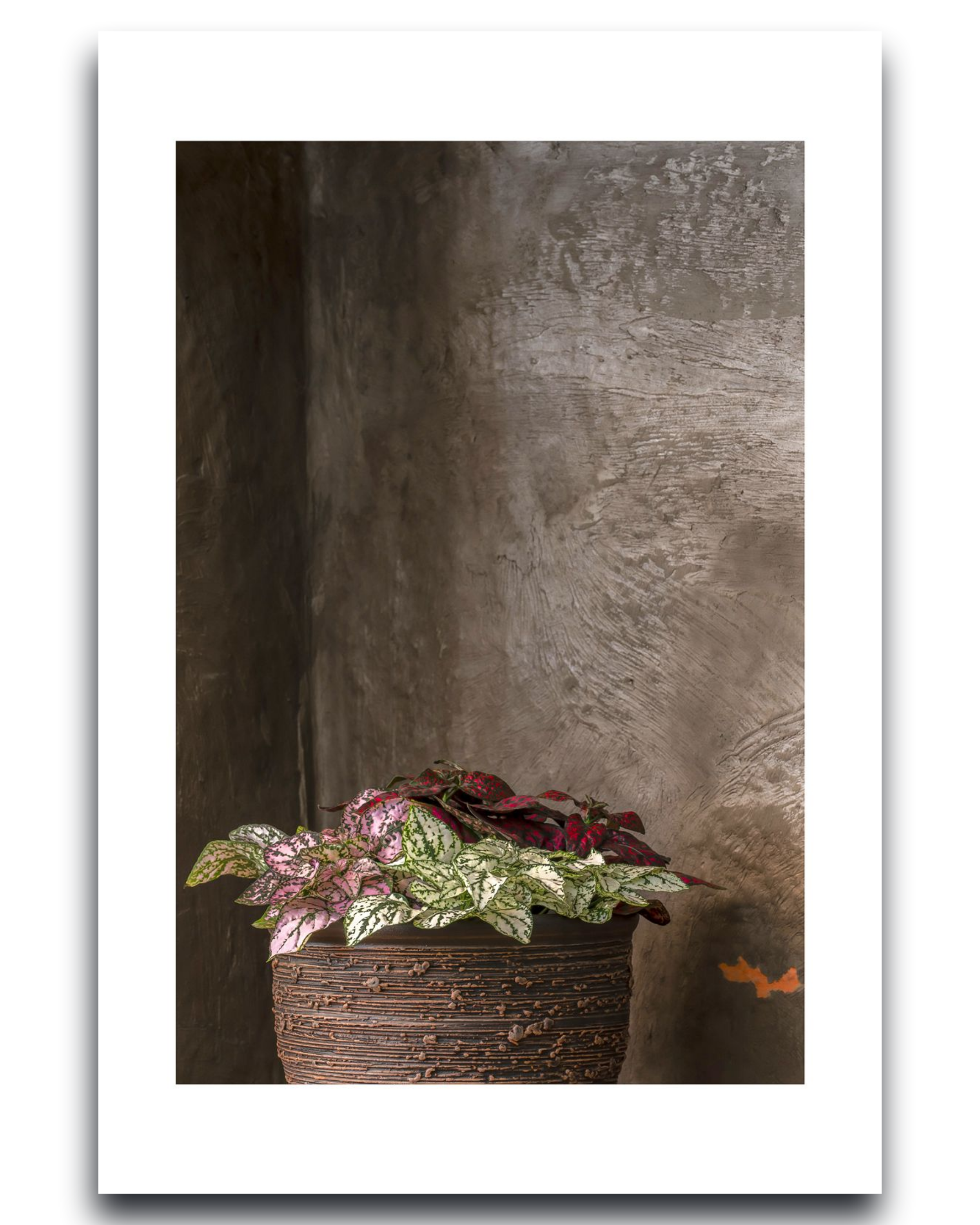 Hypoestes – Fine Art Photography - Wall Art - Limited Edition - Botanical Minimalist Decor