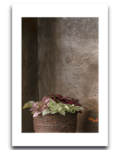 Hypoestes – Fine Art Photography - Wall Art - Limited Edition - Botanical Minimalist Decor