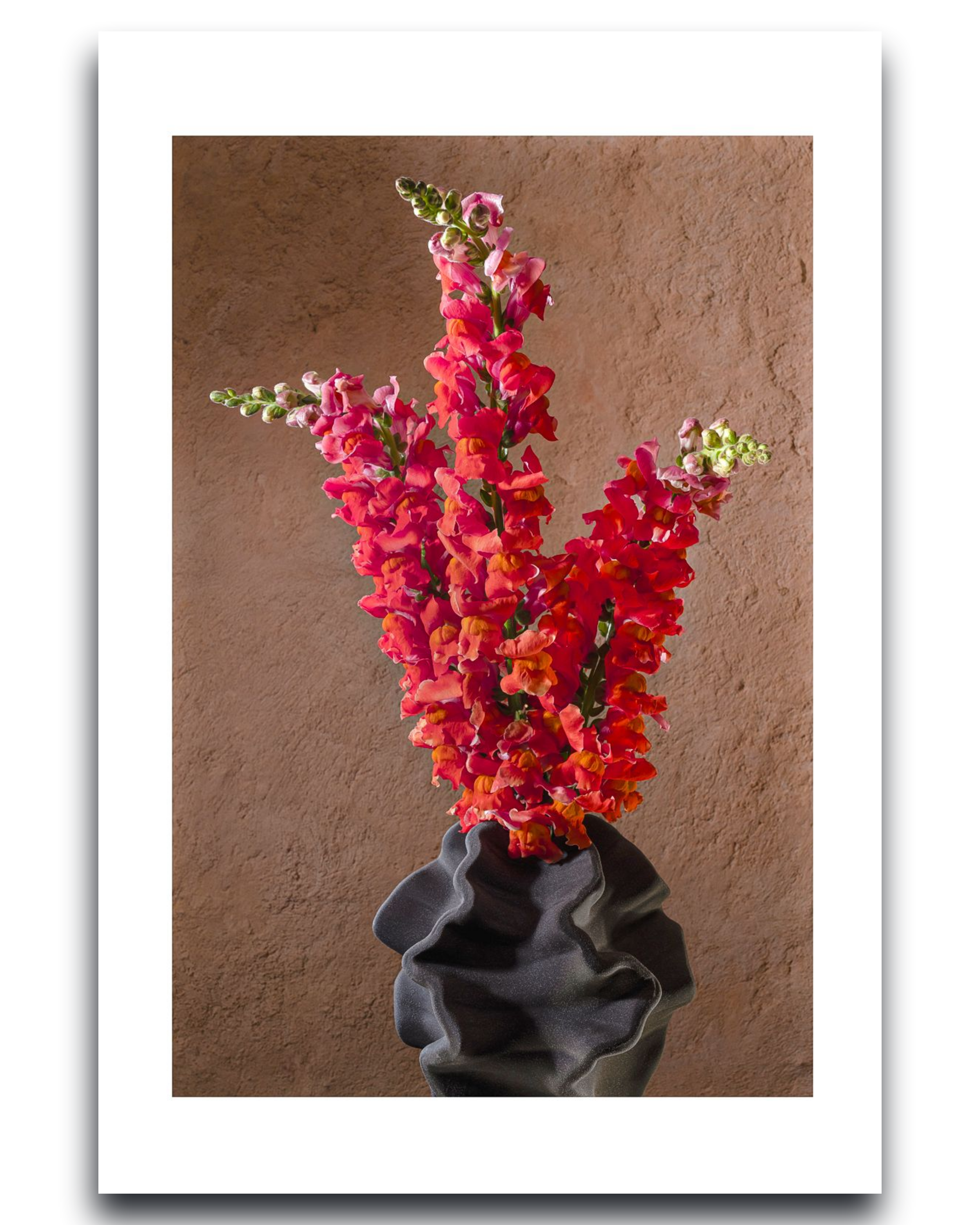 Snapdragons – Fine Art Photography | Wall Art | Limited Edition