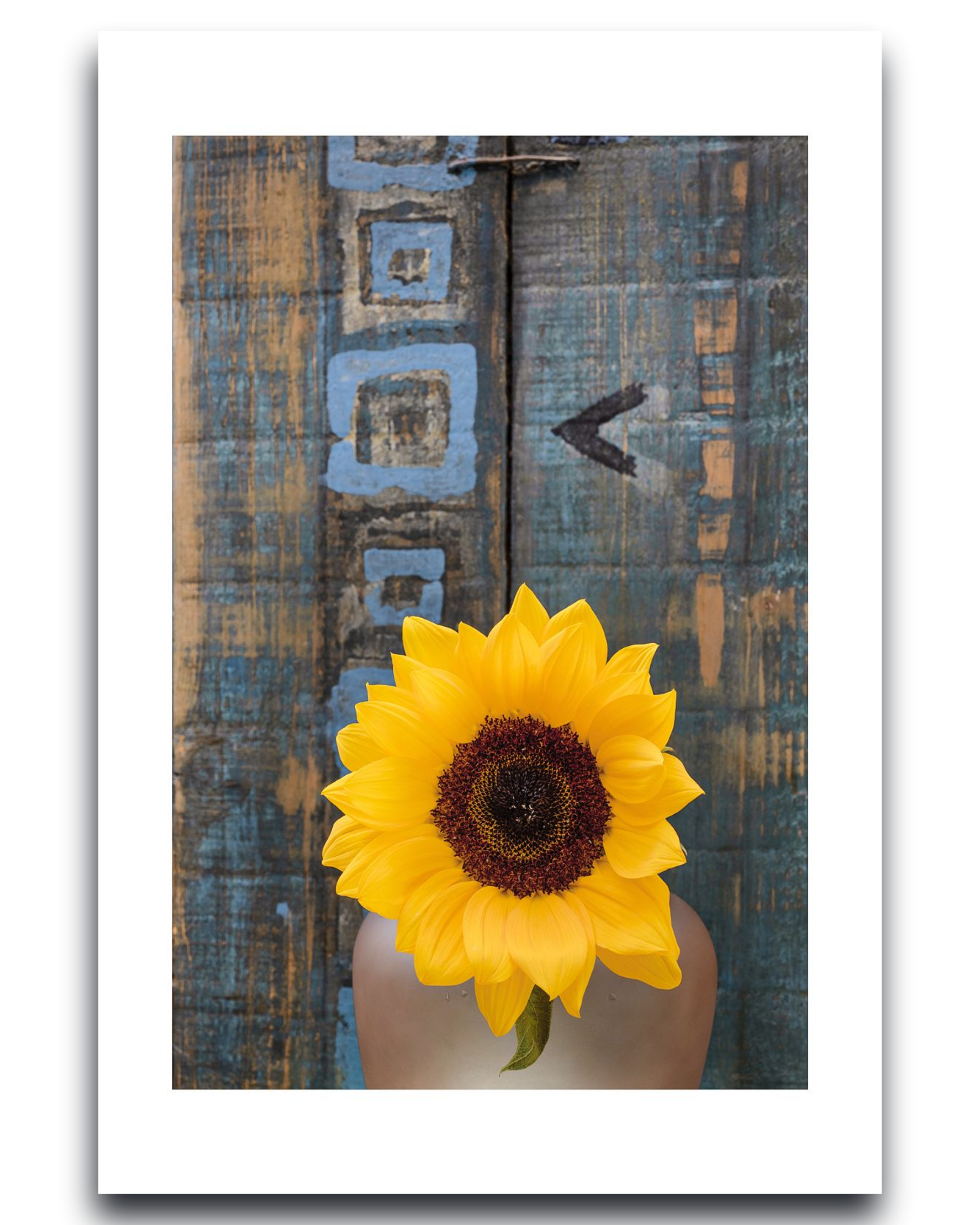 Sunflower - Fine Art Photography by Ivo Tizin - Wall Art - contemporary, minimalistic style - Limited Edition
