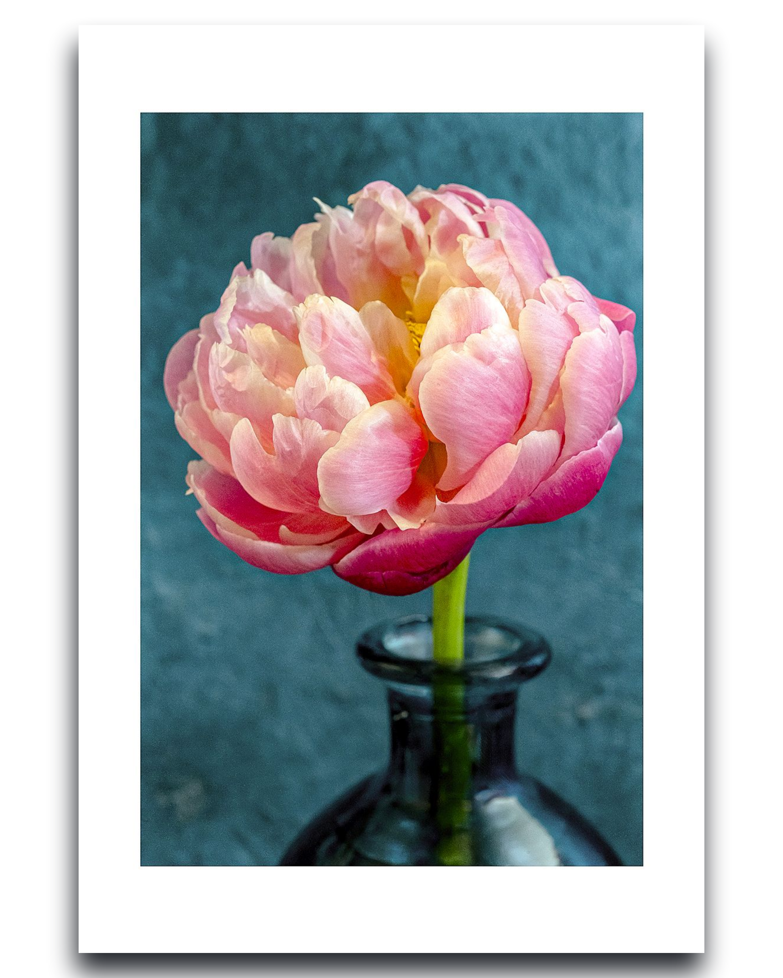 Big Rose Peony – Fine Art Photography | Wall Art | Limited Edition