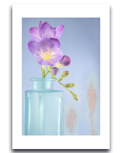 Freesia – Fine Art Photography by Ivo Tizin - Botanical Wall Art - Gito Art and Decor Limited Edition