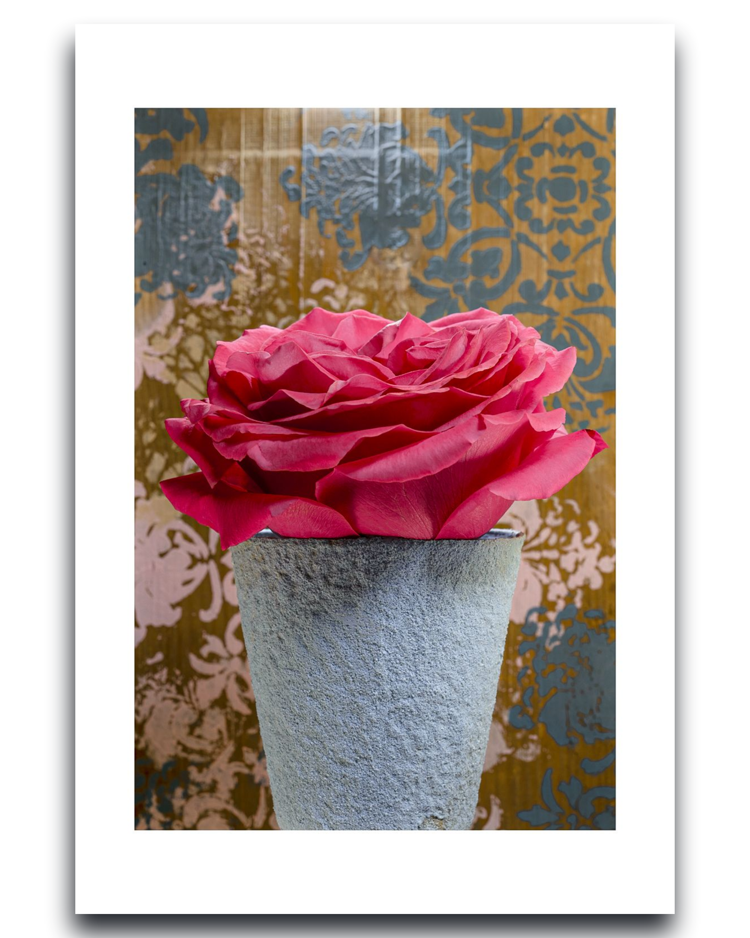 Big Red Rose – Fine Art Photography by Ivo Tizin - Wall Art - Black Frame -Limited Edition