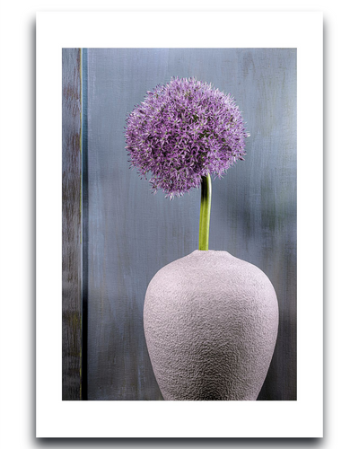 Ornamental Allium – Fine Art Photography by Ivo Tizin - Wall Art - Limited Edition High Quality Print - Black Frame