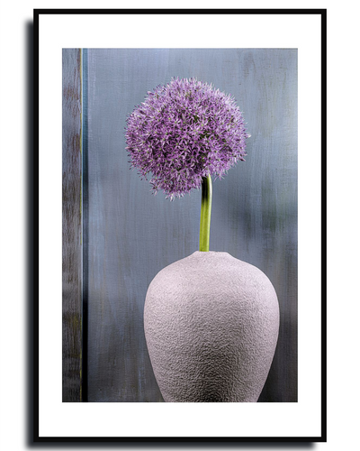 Ornamental Allium – Fine Art Photography by Ivo Tizin - Wall Art - Limited Edition High Quality Print - Black Frame