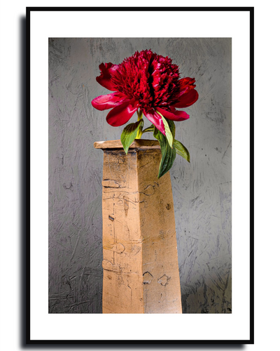 Red Peony – Fine Art Botanical  Photography | Wall Art | Limited Edition