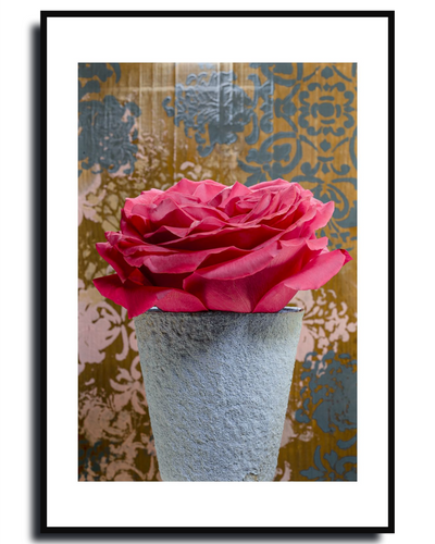 Big Red Rose – Fine Art Photography by Ivo Tizin - Wall Art - Black Frame -Limited Edition